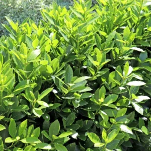 Laurus Nobilis Plant 3-4 Ft Live Bay Leaf Tree - Culinary Herb Garden Essential