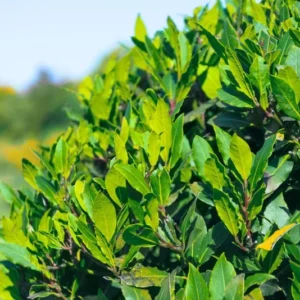 Laurus Nobilis Tree - Live Bay Leaf Plant, 3-4 Ft Sweet Herb