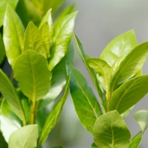 Laurus Nobilis Tree - Live Bay Leaf Plant, 3-4 Ft Sweet Herb