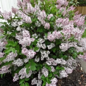 Lavender Lilac Tree - Fragrant Shrub - Quart Pot - Garden Landscape