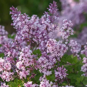 Lavender Lilac Tree - Fragrant Shrub - Quart Pot - Garden Landscape