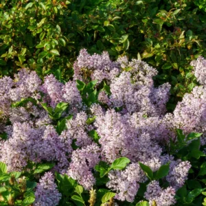 Lavender Lilac Tree - Fragrant Shrub - Quart Pot - Garden Landscape