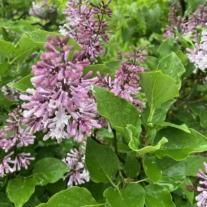 Lavender Lilac Tree - Fragrant Shrub - Quart Pot - Garden Landscape