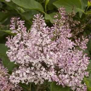 Lavender Lilac Tree - Fragrant Shrub - Quart Pot - Garden Landscape