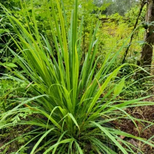 Lemongrass Live Plants - 2 Well Rooted Lemon Grass Herb Plants for Container or Garden