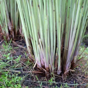Lemongrass Live Plants - 2 Well Rooted Lemon Grass Herb Plants for Container or Garden