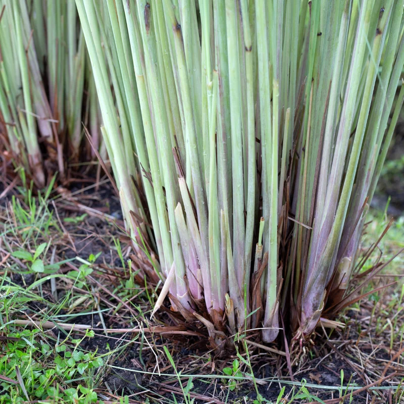 Lemongrass Live Plants - 2 Well Rooted Lemon Grass Herb Plants for Container or Garden