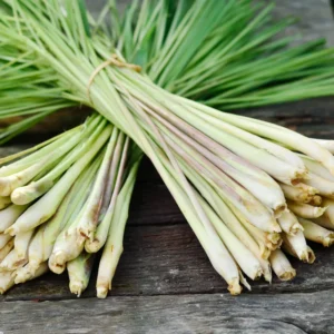 Lemongrass Live Plants - 2 Well Rooted Lemon Grass Herb Plants for Container or Garden