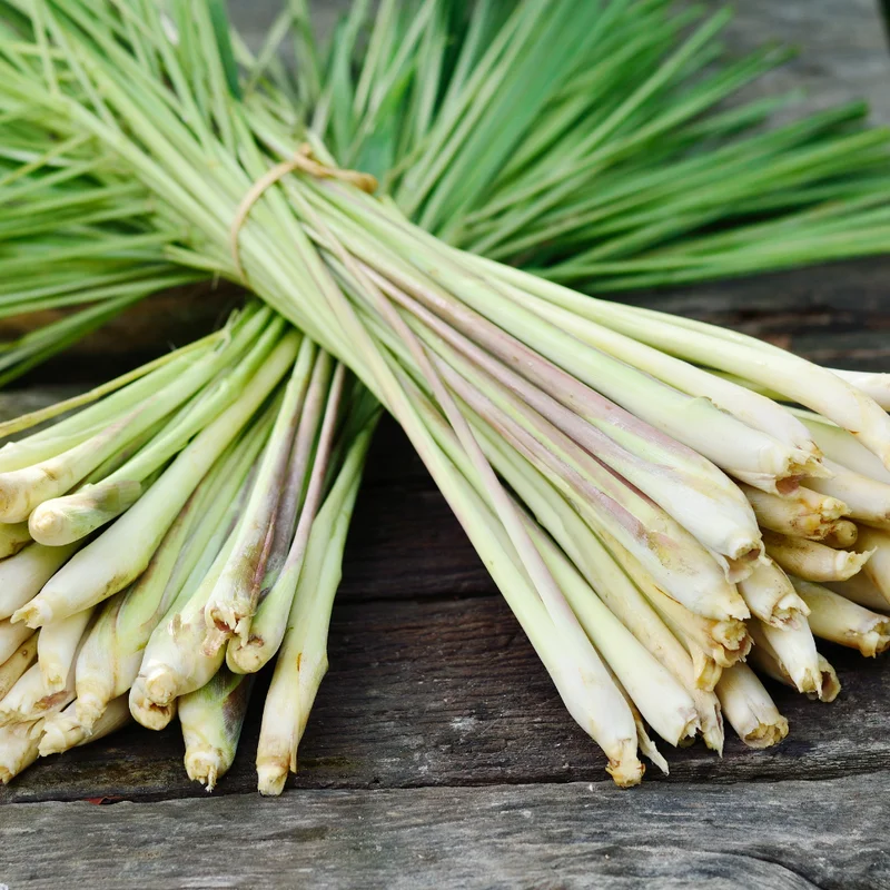 Lemongrass Live Plants - 2 Well Rooted Lemon Grass Herb Plants for Container or Garden