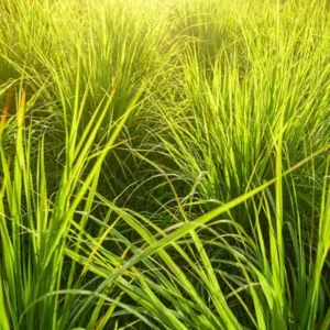 Lemongrass Live Plants - 2 Well Rooted Lemon Grass Herb Plants for Container or Garden