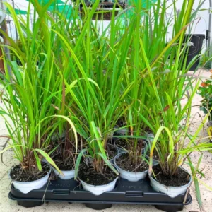 Lemongrass Live Plants - 2 Well Rooted Lemon Grass Herb Plants for Container or Garden