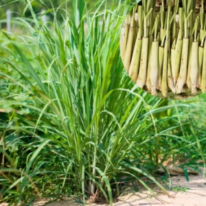 Lemongrass Plants - 6 Live Herb Plants - Fragrant Kitchen Garden Addition