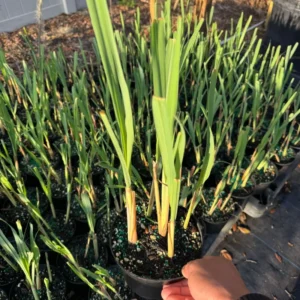 Lemongrass Plants - 6 Live Herb Plants - Fragrant Kitchen Garden Addition