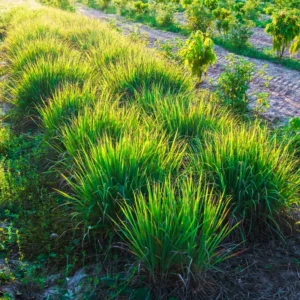 Lemongrass Plants - 6 Live Herb Plants - Fragrant Kitchen Garden Addition