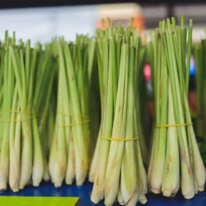 Lemongrass Plants - 6 Live Herb Plants - Fragrant Kitchen Garden Addition