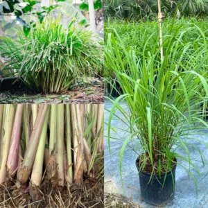 Lemongrass Plants Set of 3 Live Lemon Grass Herb 4-7 Inches