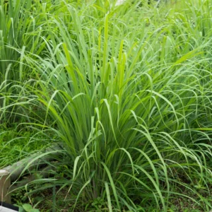 Lemongrass Plants Set of 3 Live Lemon Grass Herb 4-7 Inches