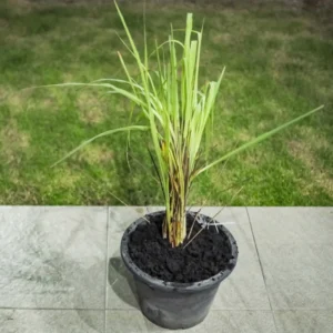 Lemongrass Plants Set of 3 Live Lemon Grass Herb 4-7 Inches