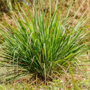 Lemongrass Plants Set of 3 Live Lemon Grass Herb 4-7 Inches