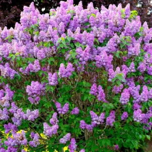 Lilac Bush - Fragrant Purple Flowering Live Plant - Garden Ready