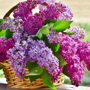 Lilac Bush - Fragrant Purple Flowering Live Plant - Garden Ready