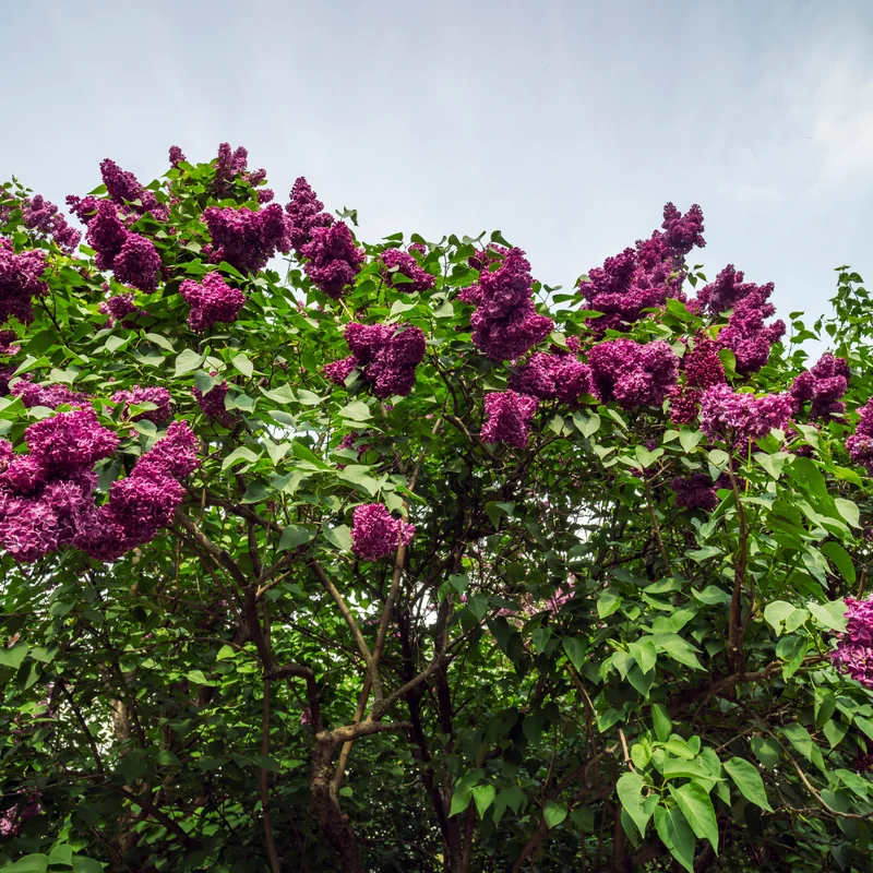 Lilac Bush - Fragrant Purple Flowering Live Plant - Garden Ready