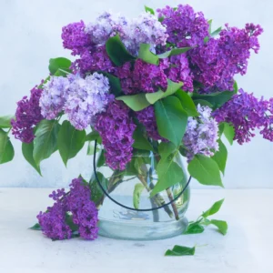 Lilac Bush - Fragrant Purple Flowering Live Plant - Garden Ready
