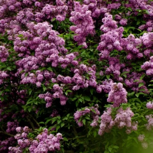 Lilac Bush - Fragrant Purple Flowering Live Plant - Garden Ready