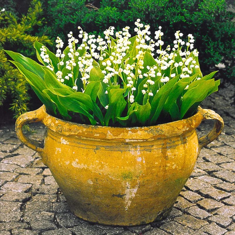 Lily of The Valley Flower Rhizomes - 5 Live Plant Roots for Early Bloom - Fragrant May Lilies