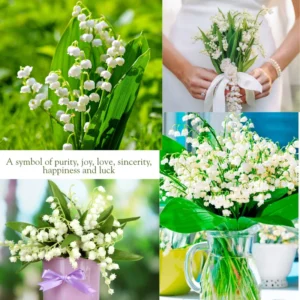 Lily of The Valley Flower Rhizomes - 5 Live Plant Roots for Early Bloom - Fragrant May Lilies