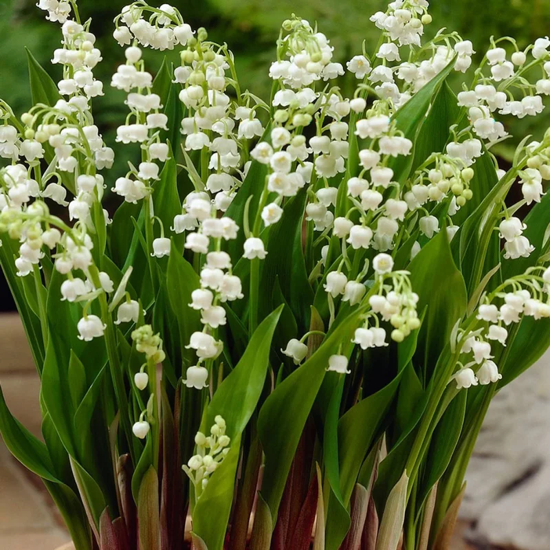 Lily of The Valley Flower Rhizomes - 5 Live Plant Roots for Early Bloom - Fragrant May Lilies
