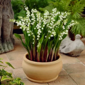 Lily of the Valley Bare Roots - Set of 5 - Fragrant Spring Flowers