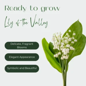 Lily of the Valley Bare Roots - Set of 5 - Fragrant Spring Flowers