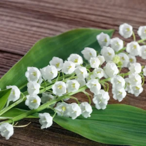Lily of the Valley Bare Roots - Set of 5 - Fragrant Spring Flowers