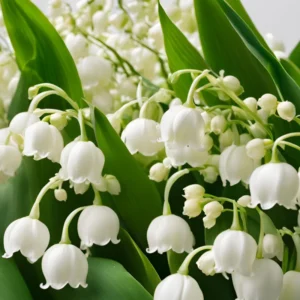 Lily of the Valley Bare Roots - Set of 5 - Fragrant Spring Flowers