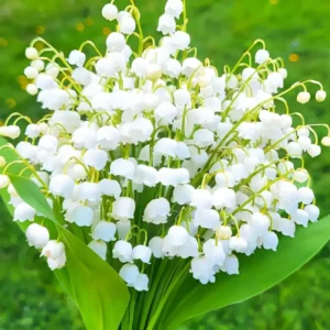 Lily of the Valley Bulbs - 10 Fragrant White Flower Bulbs - Perennial Outdoor Planting