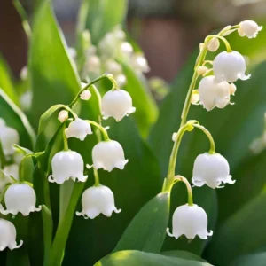 Lily of the Valley Bulbs - 10 Fragrant White Flower Bulbs - Perennial Outdoor Planting