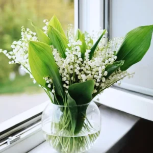 Lily of the Valley Bulbs - 10 Fragrant White Flower Bulbs - Perennial Outdoor Planting