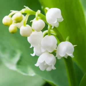 Lily of the Valley Plants Live - 10 Bareroots - Perennial Flowering Plants