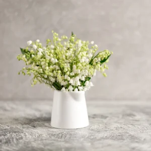 Lily of the Valley Plants Live - 10 Bareroots - Perennial Flowering Plants