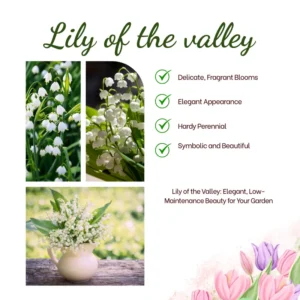 Lily of the Valley Plants Live - 10 Bareroots - Perennial Flowering Plants