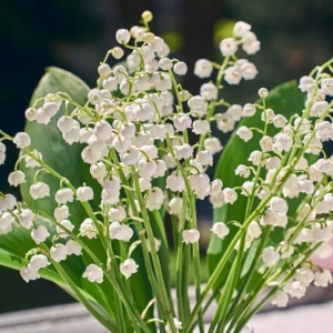 Lily of the Valley Plants Live - 10 Bareroots - Perennial Flowering Plants