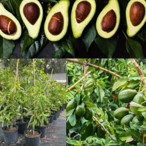 Live Avocado Tree Grafted Plant 24-36 Inches Tall Ready to Grow