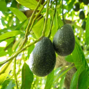 Live Avocado Tree Grafted Plant 24-36 Inches Tall Ready to Grow