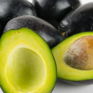 Live Avocado Tree Grafted Plant 24-36 Inches Tall Ready to Grow