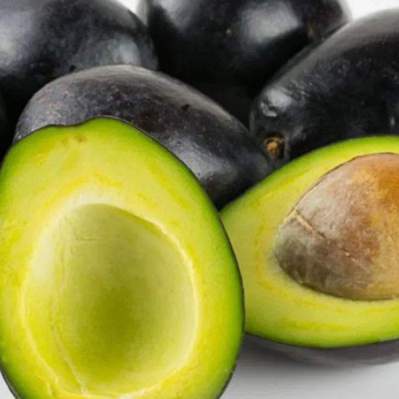 Live Avocado Tree Grafted Plant 24-36 Inches Tall Ready to Grow