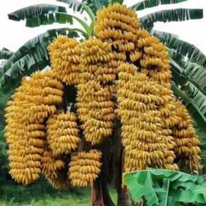 Live Banana Plant - Potted Banana Tree - Grow Your Own Fruit