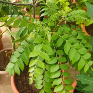 Live Curry Leaf Plant - Indian Curry Leaf Tree in Pot