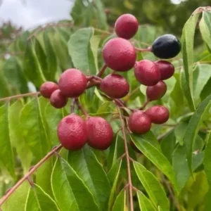 Live Curry Leaf Plant - Indian Curry Leaf Tree in Pot
