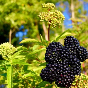 Live Elderberry Bush - Black Elderberry Tree - Hardy Shrub - Garden Ready
